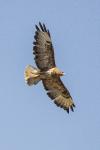 Buteo buteo