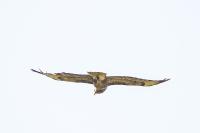 Buteo buteo