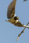 Hirundo rustica
