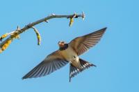 Hirundo rustica