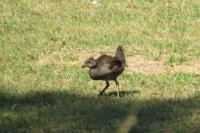 Gallinula chloropus