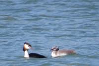 Podiceps cristatus