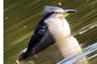 Nycticorax nycticorax