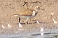 Actitis hypoleucos