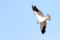 Elanus caeruleus