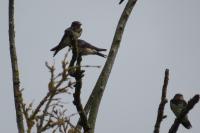 Hirundo rustica