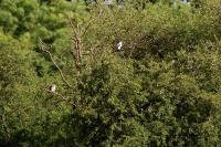 Elanus caeruleus