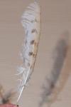 Tyto alba