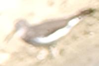 Tringa ochropus