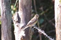 Ficedula hypoleuca