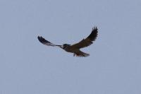 Elanus caeruleus