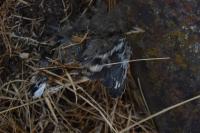 Motacilla alba alba