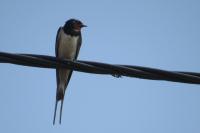 Hirundo rustica