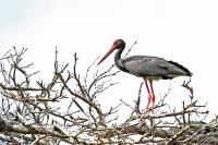 Ciconia nigra