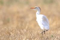 Bubulcus ibis