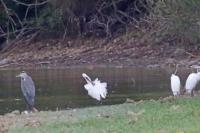 Platalea leucorodia