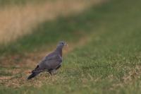 Columba oenas