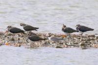 Sterna hirundo