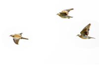 Streptopelia turtur