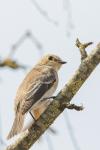 Ficedula hypoleuca
