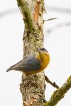 Sitta europaea
