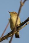 Phylloscopus collybita