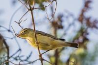 Phylloscopus trochilus