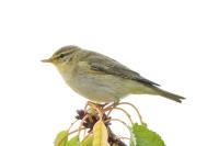 Phylloscopus trochilus