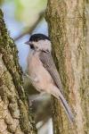 Poecile palustris