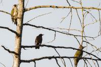 Picus viridis