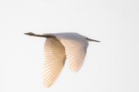 Egretta garzetta