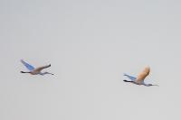 Platalea leucorodia
