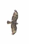 Buteo buteo