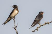 Hirundo rustica