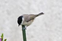 Poecile palustris