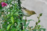 Phylloscopus trochilus