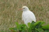 Bubulcus ibis