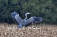 Ardea cinerea