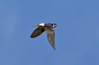 Delichon urbicum