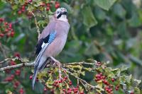 Garrulus glandarius