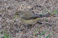 Phylloscopus collybita