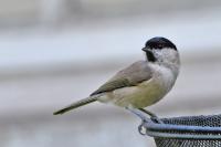 Poecile palustris