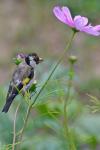 Carduelis carduelis