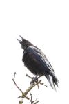 Corvus corone