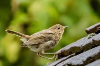 Erithacus rubecula