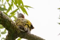 Picus viridis