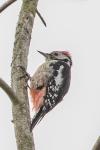Dendrocopos medius