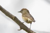 Sylvia atricapilla