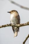 Muscicapa striata