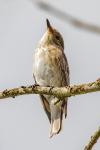 Muscicapa striata